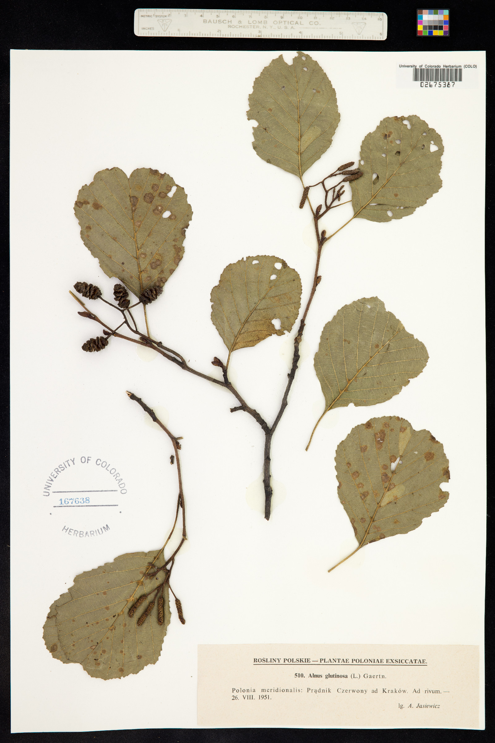 Alnus glutinosa image