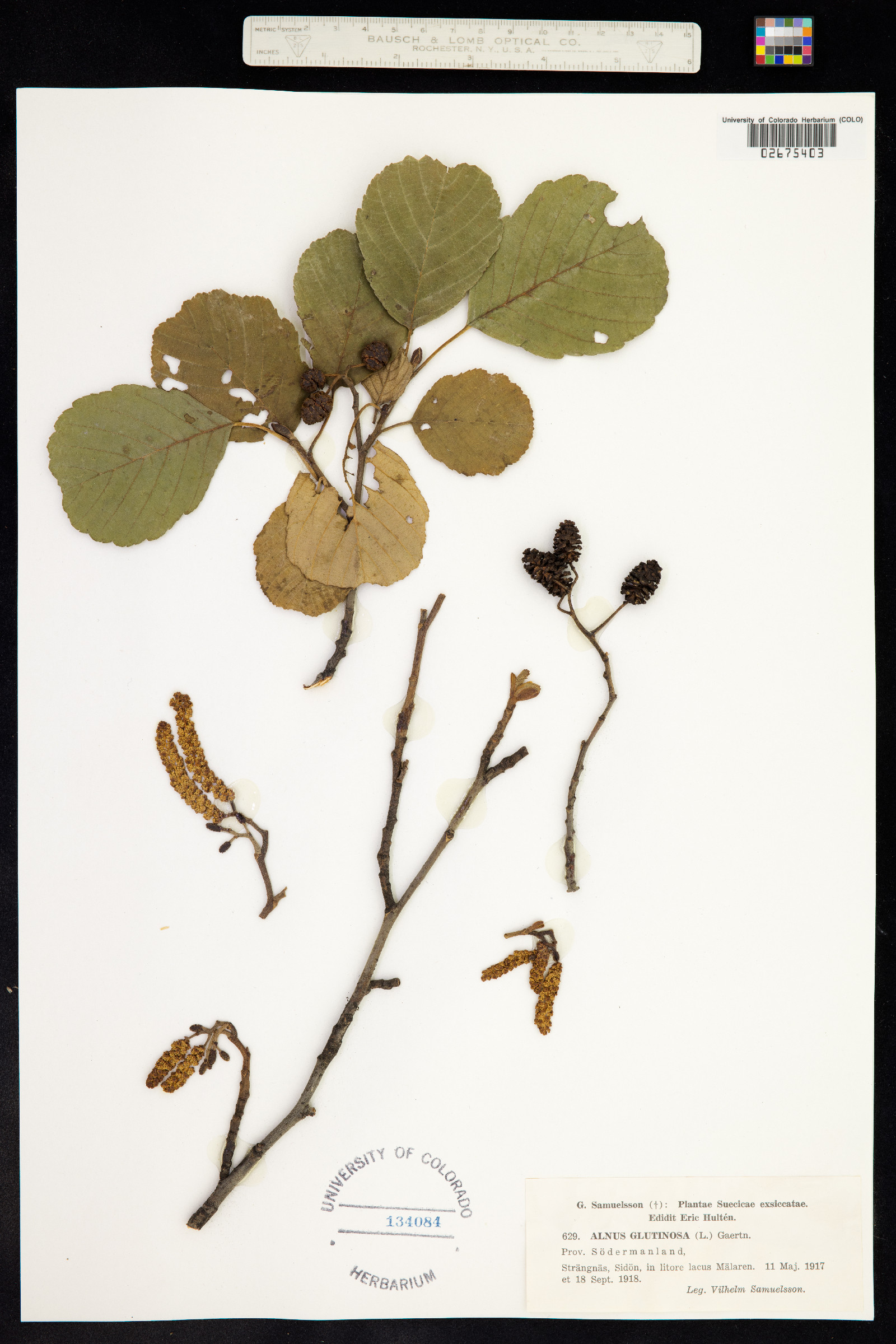 Alnus glutinosa image