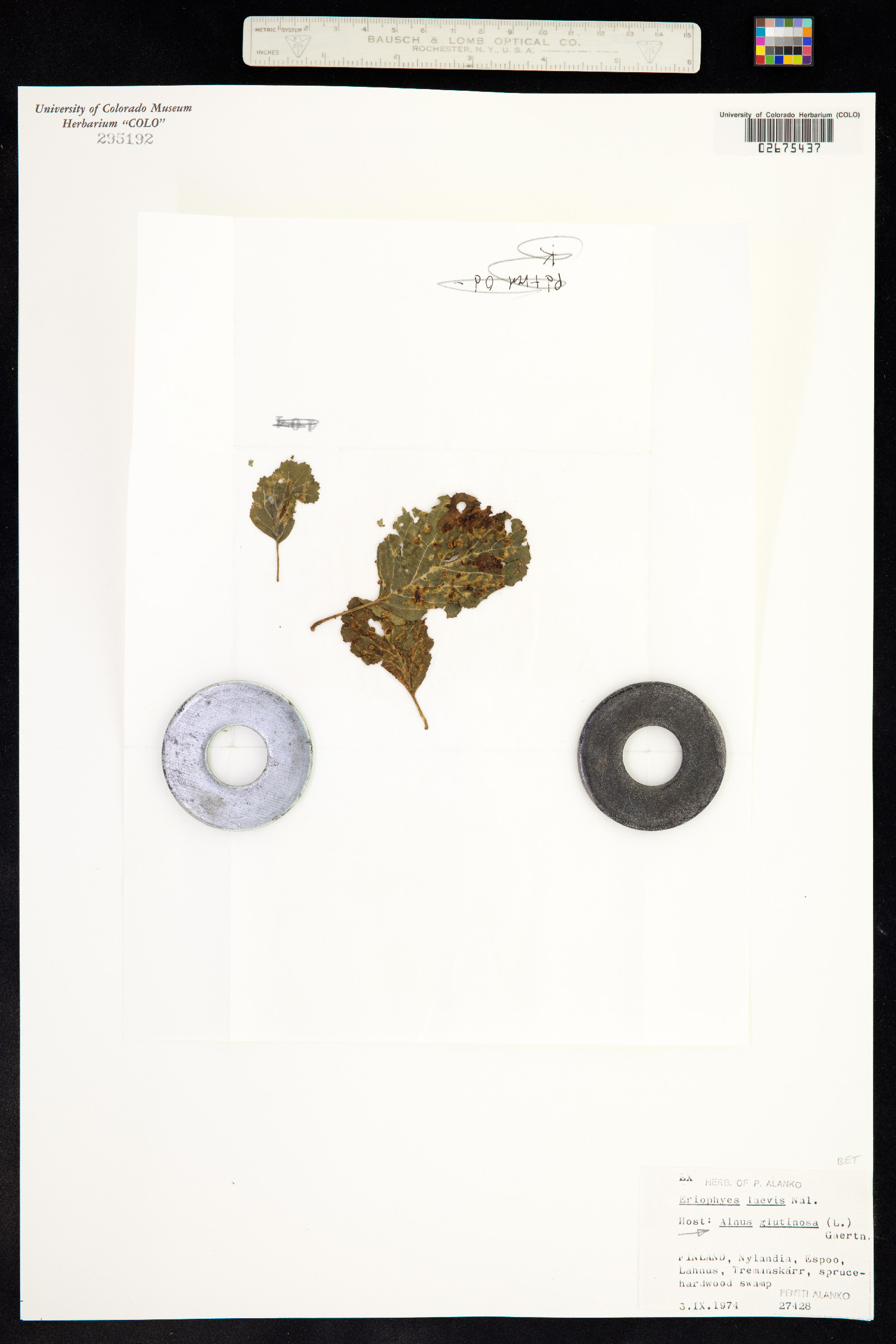 Alnus glutinosa image