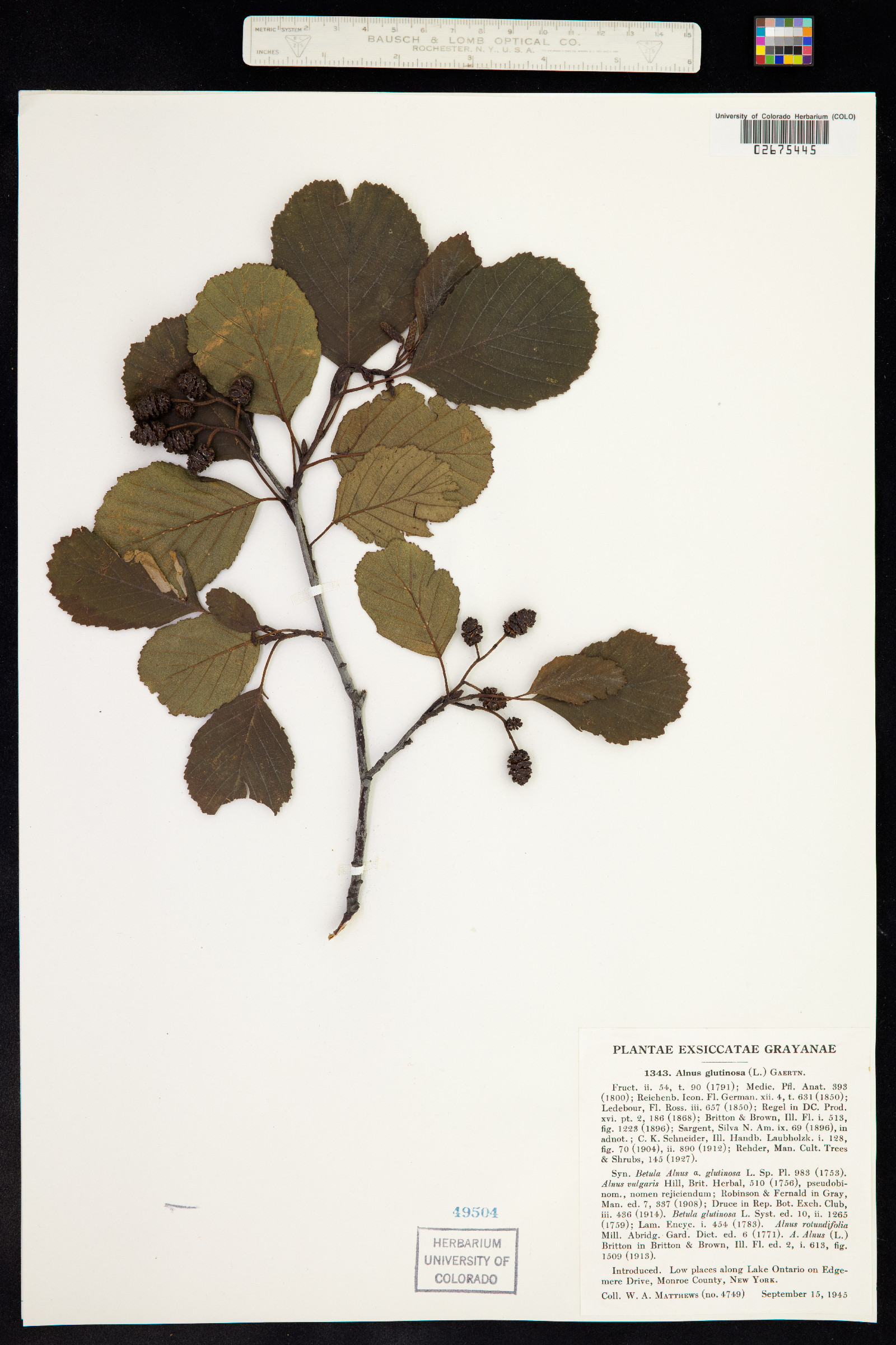 Alnus glutinosa image