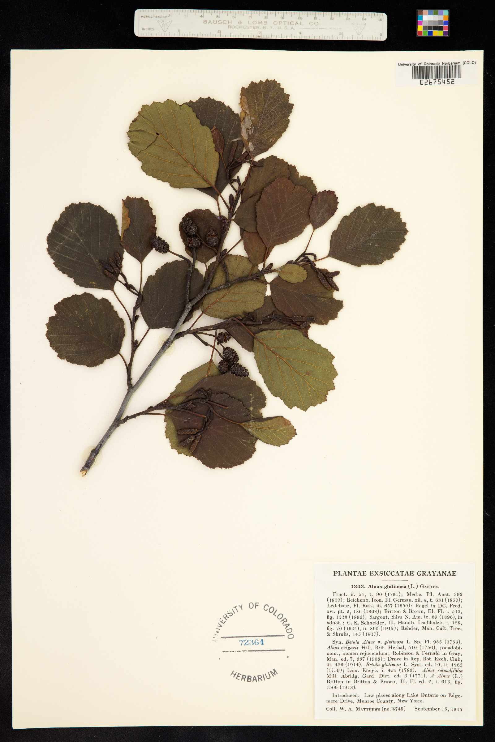 Alnus glutinosa image