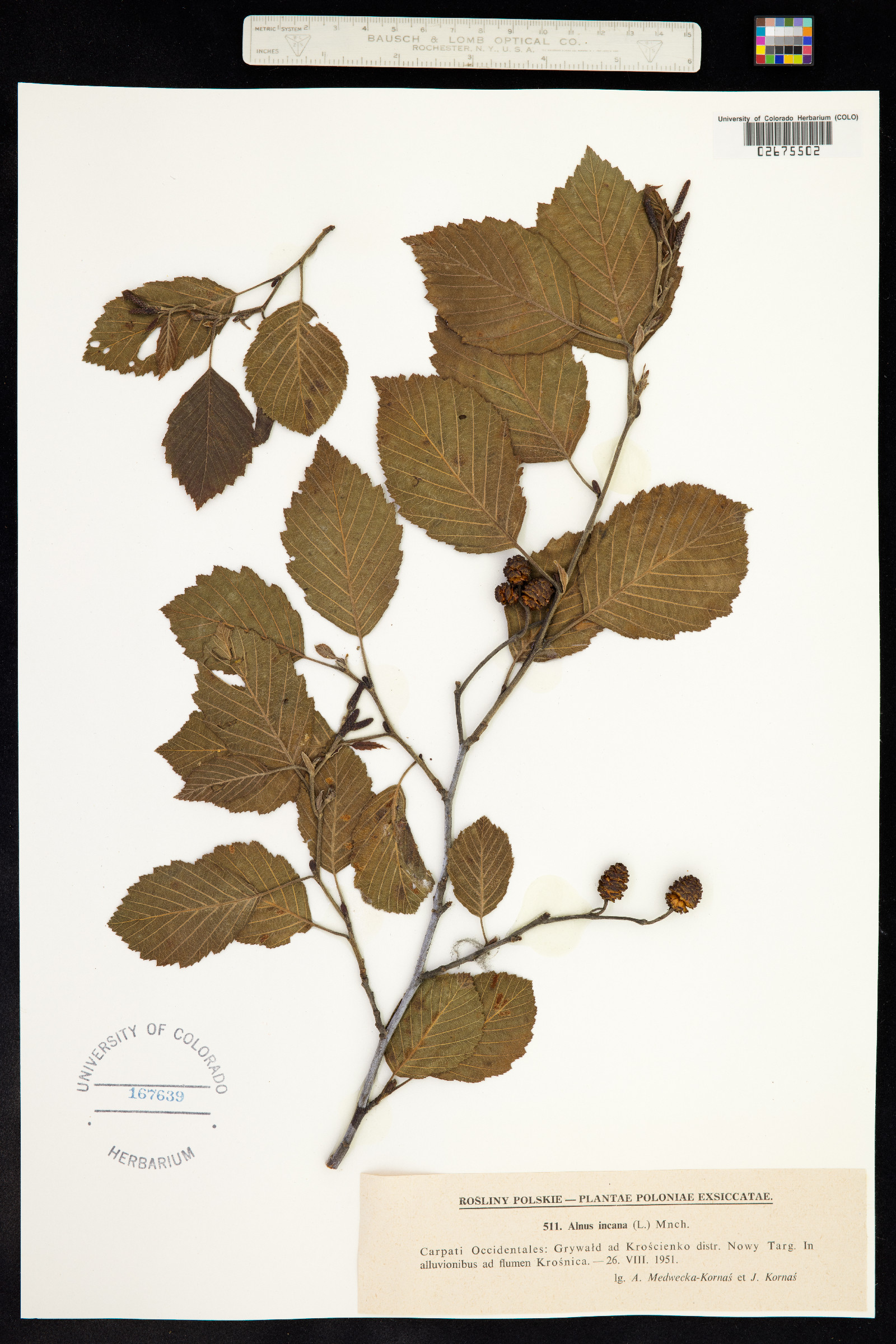 Alnus incana image