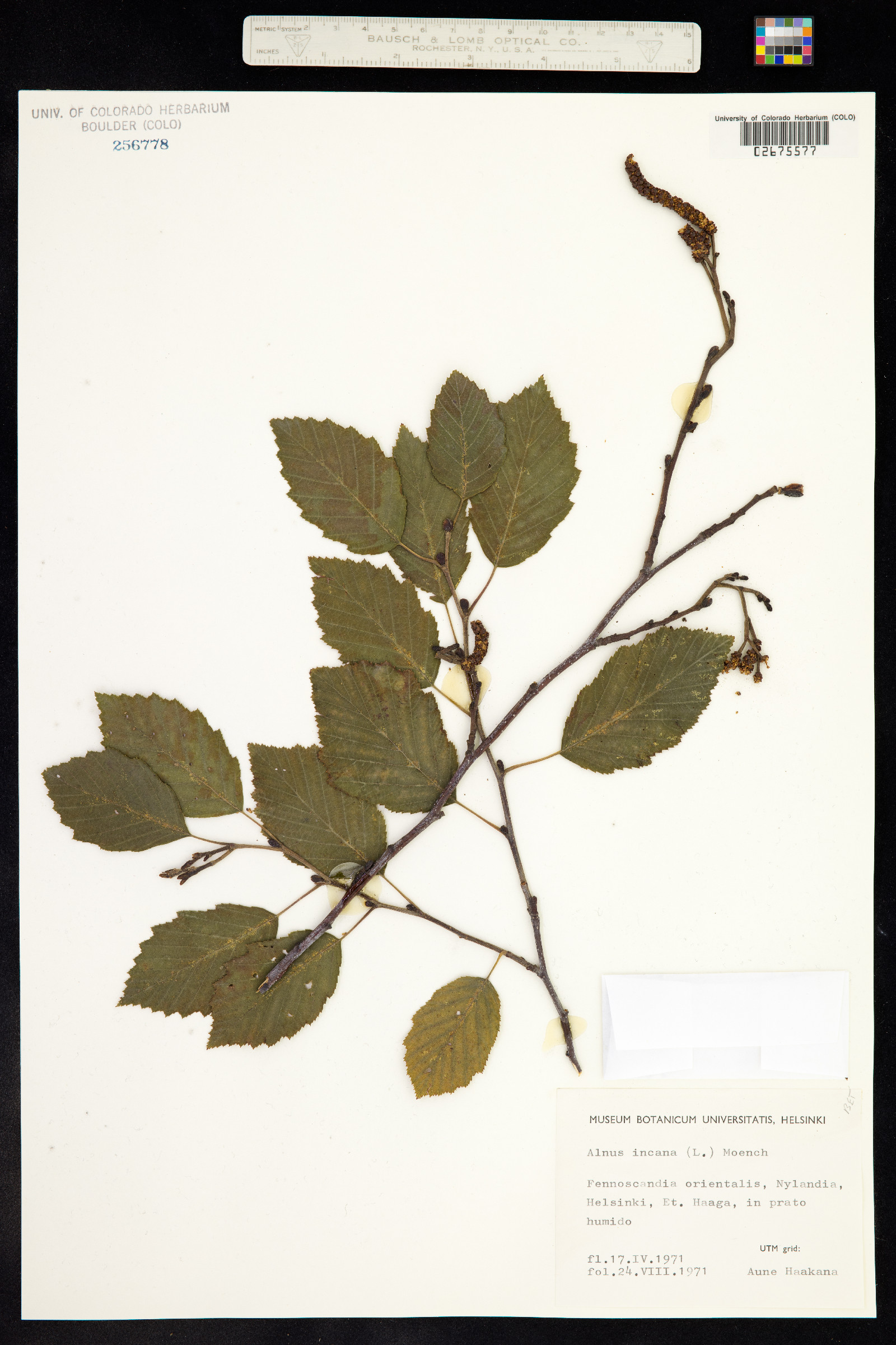 Alnus incana image