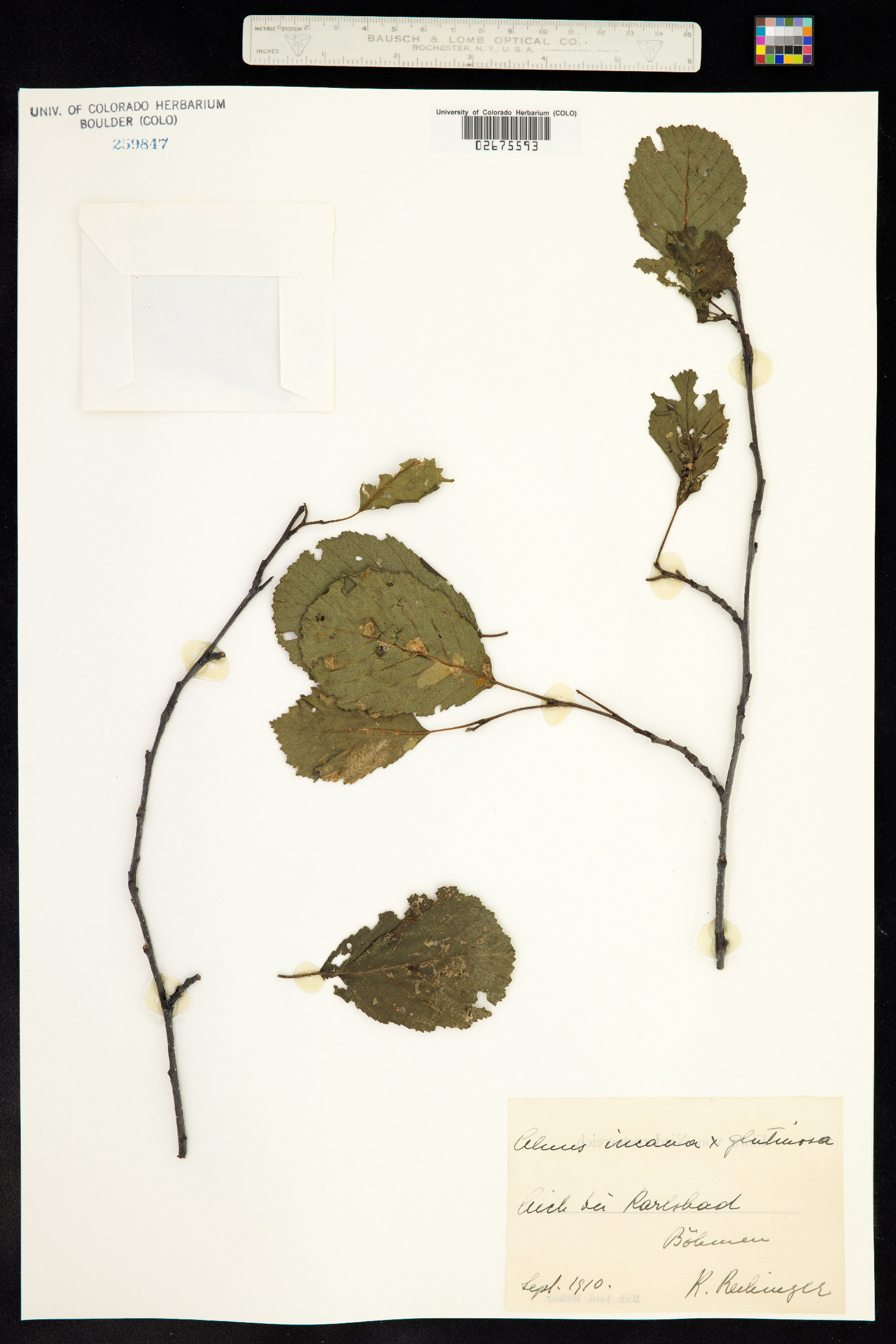 Alnus incana image