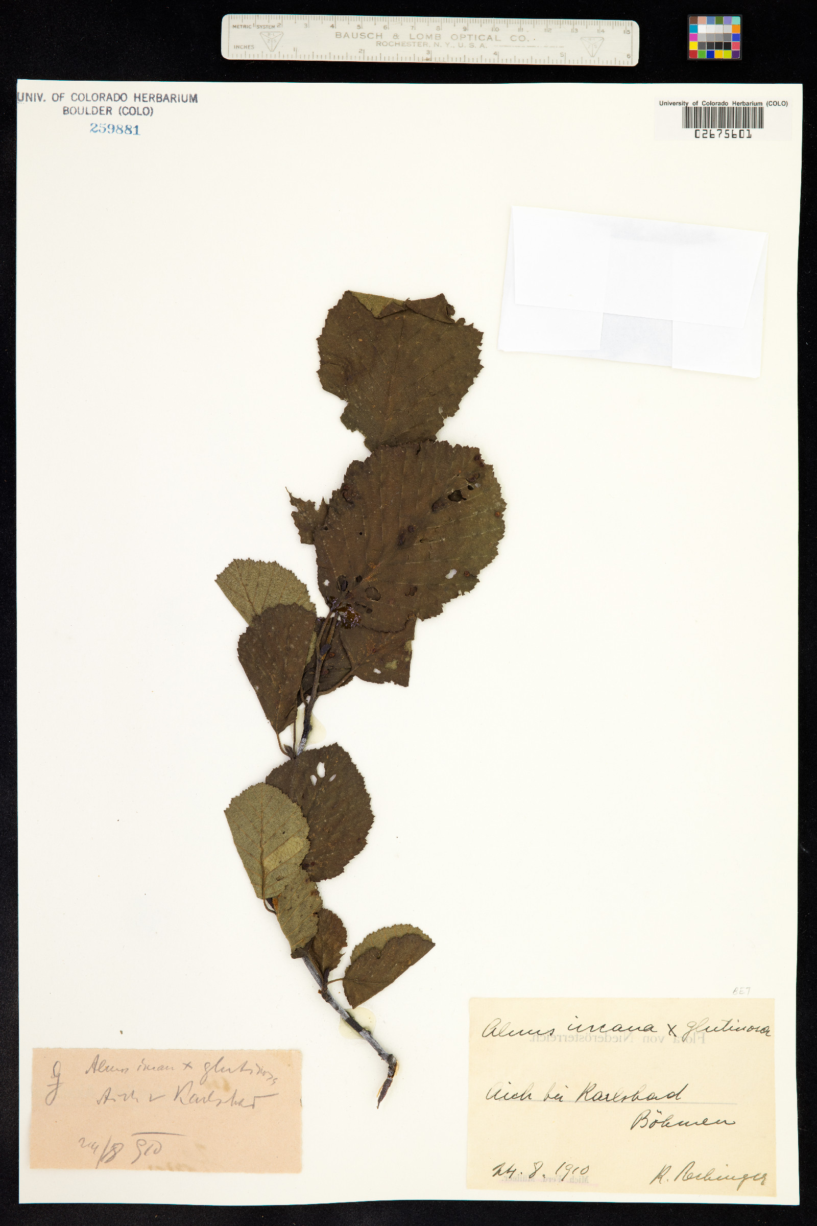 Alnus incana image