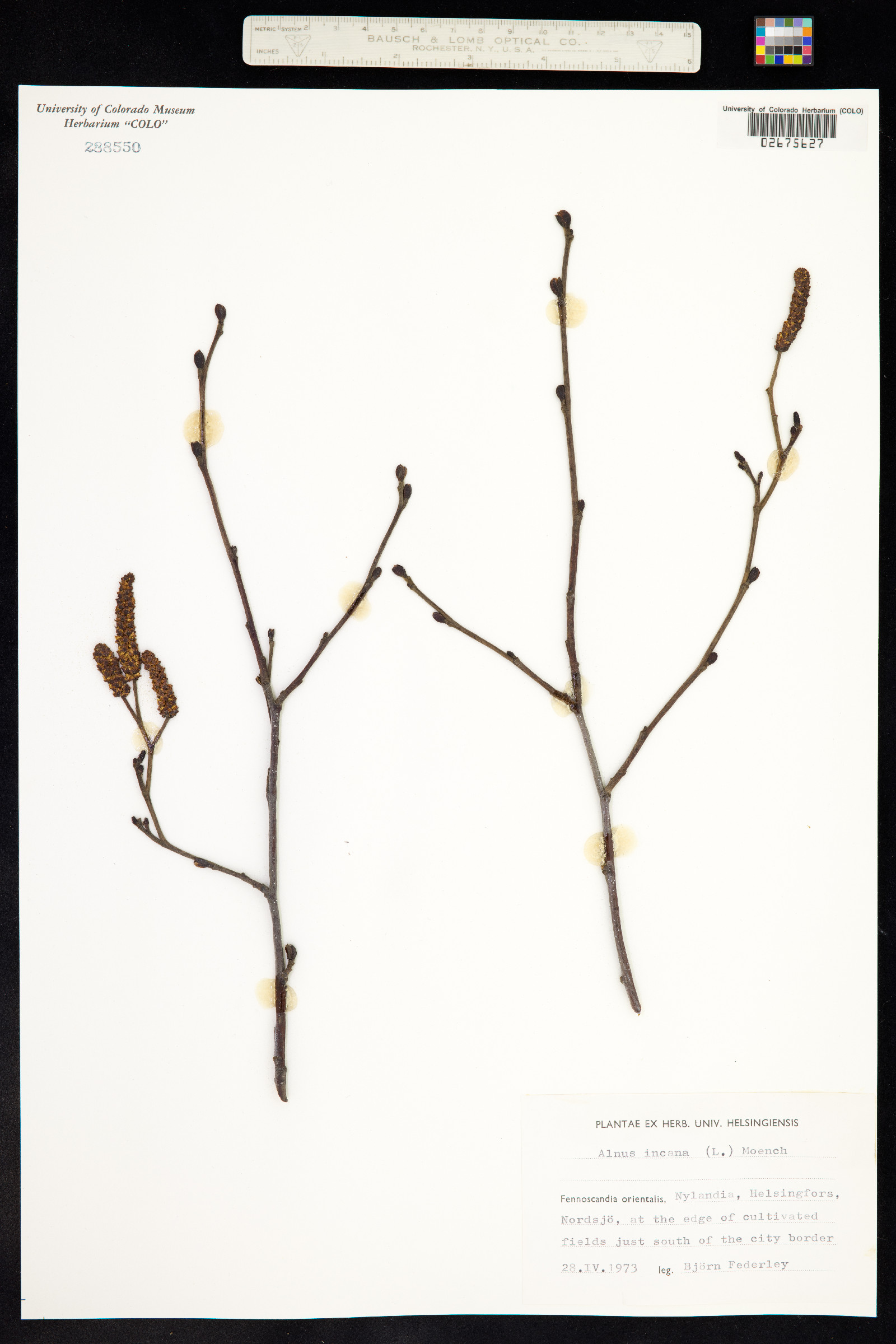 Alnus incana image