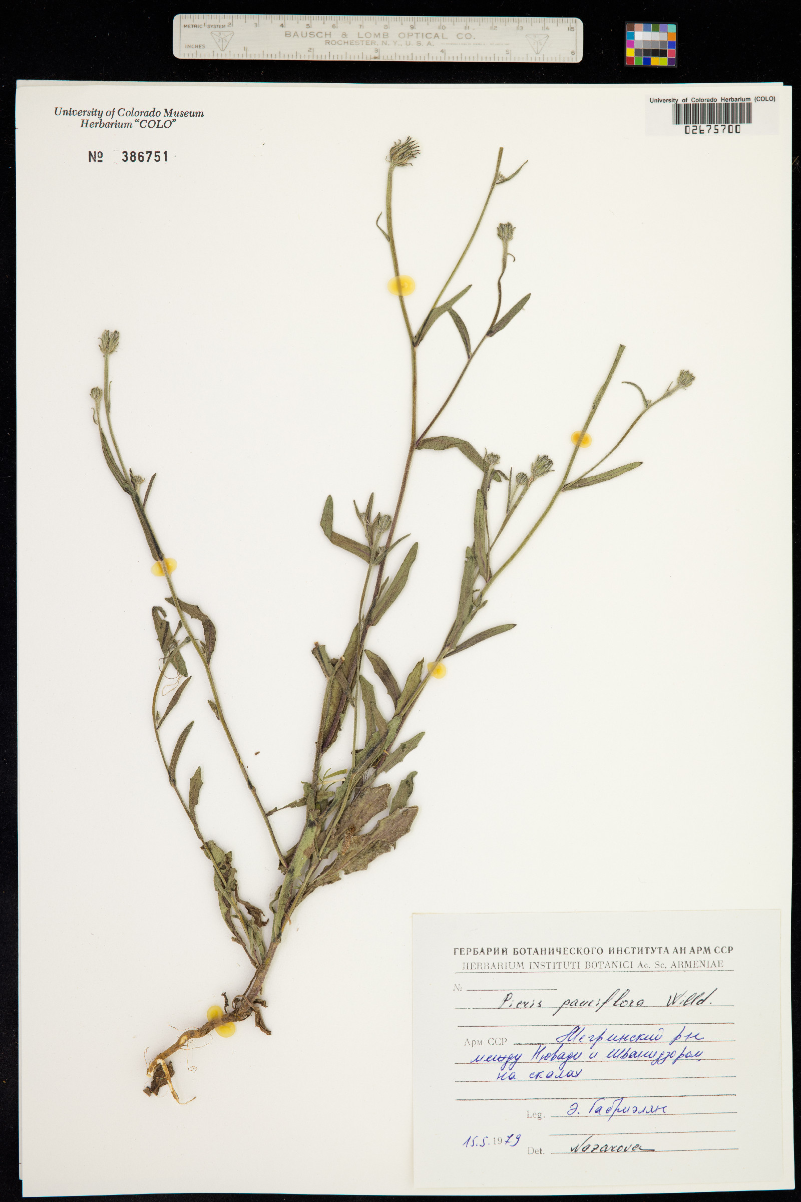 Picris pauciflora image