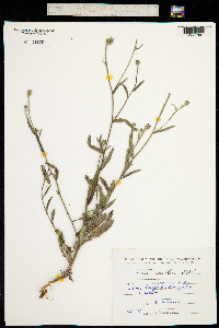 Image of Picris pauciflora