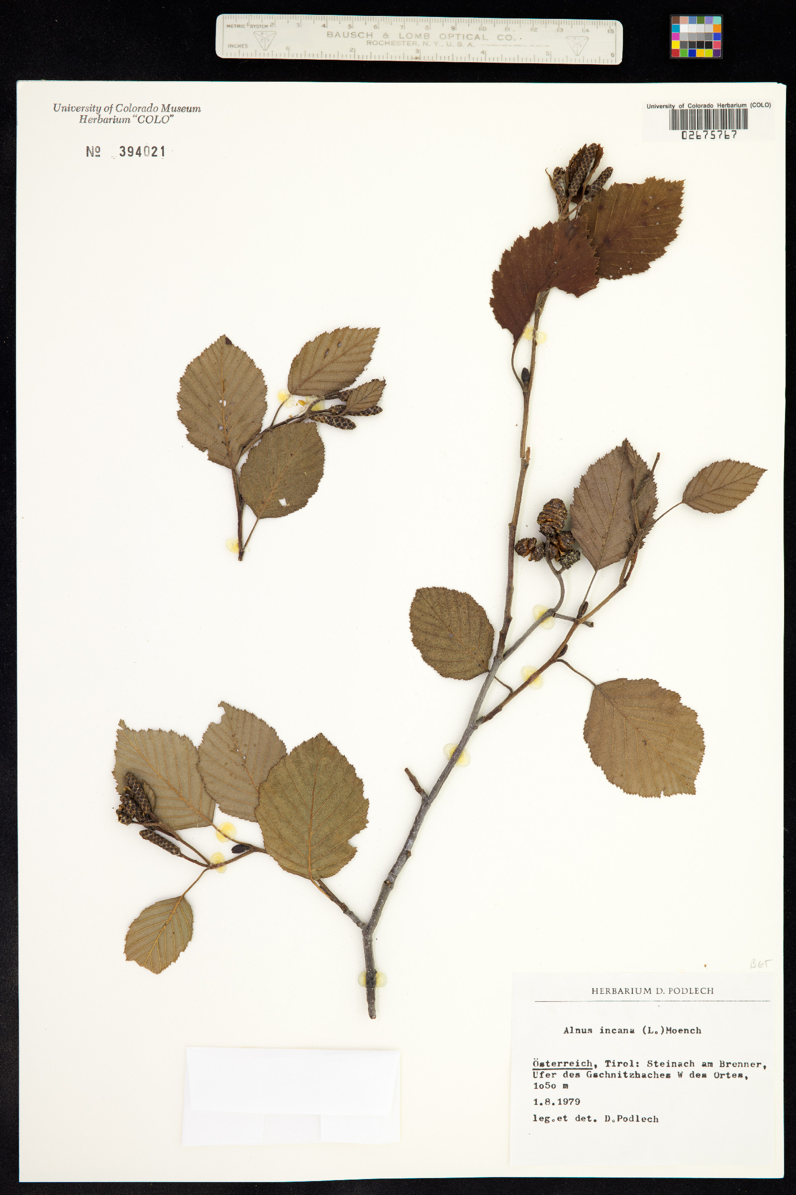 Alnus incana image