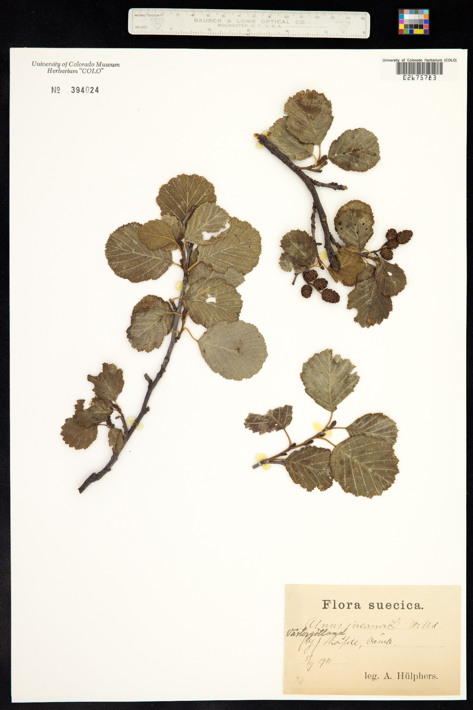 Alnus incana image