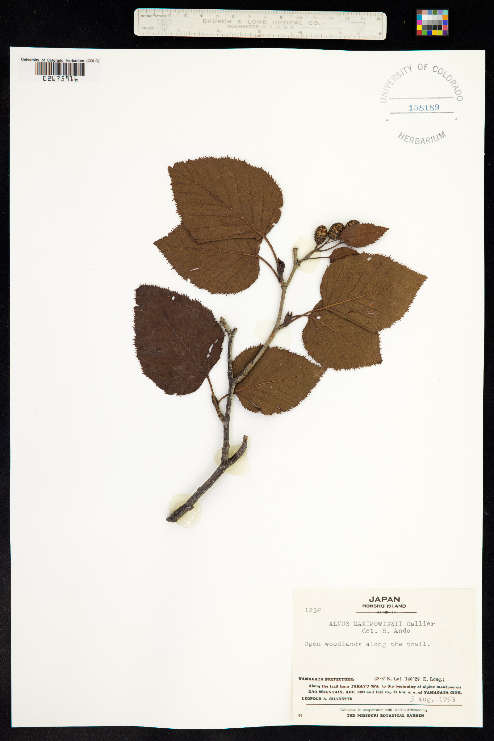 Alnus maximowiczii image