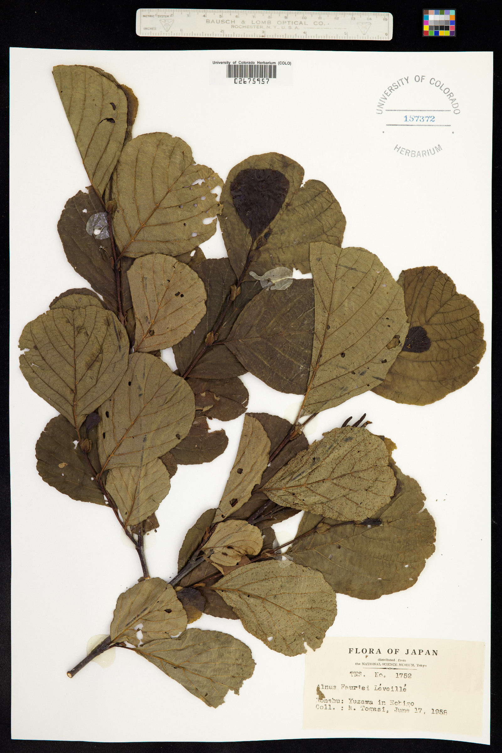 Alnus fauriei image