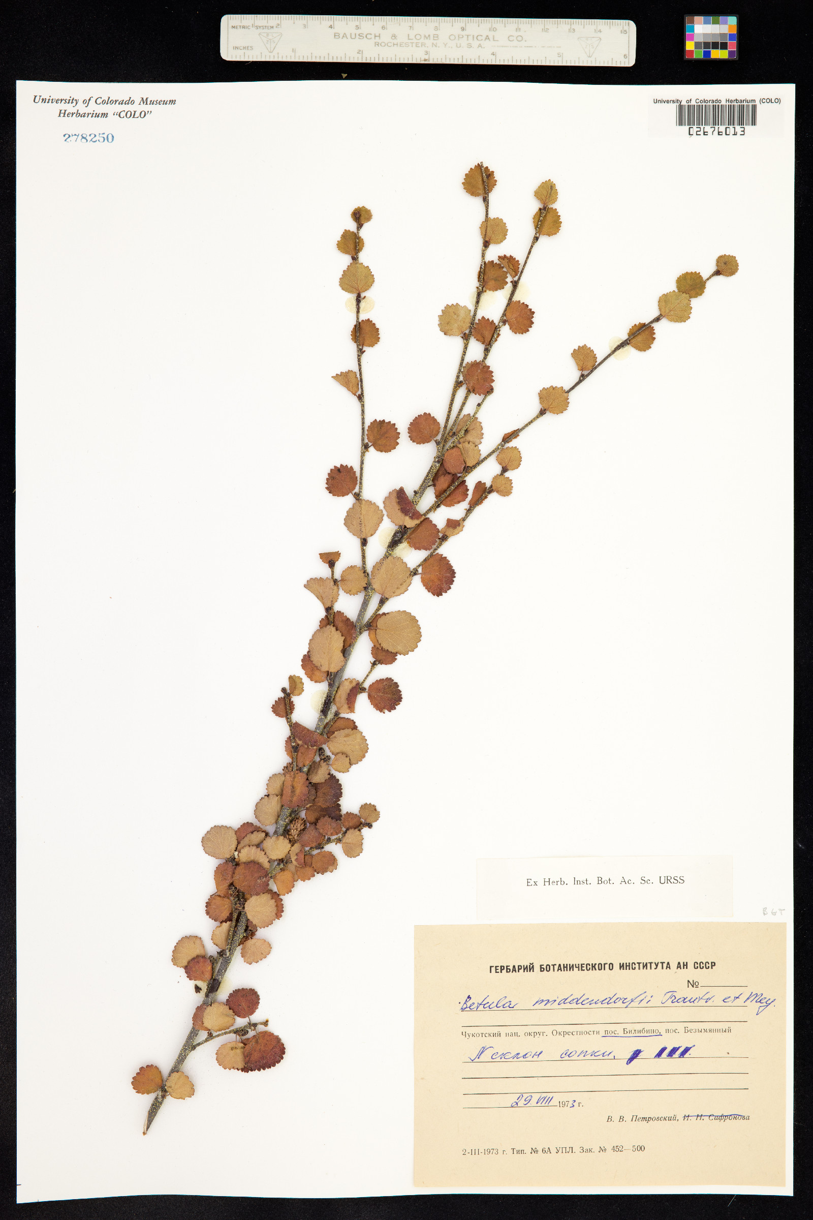 Betula divaricata image