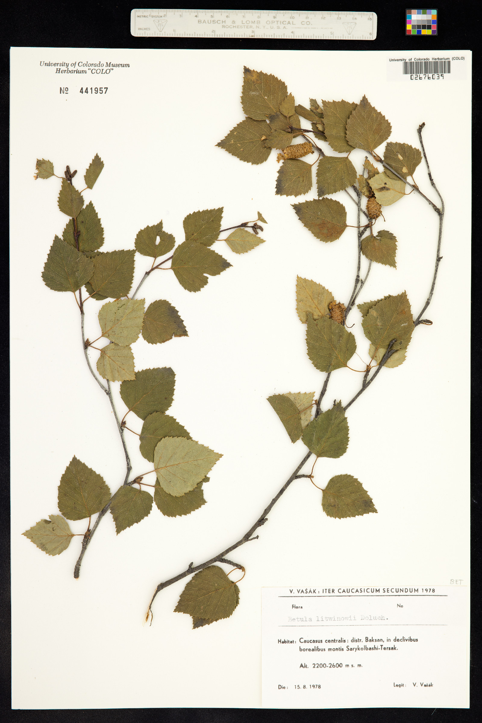 Betula litwinowii image