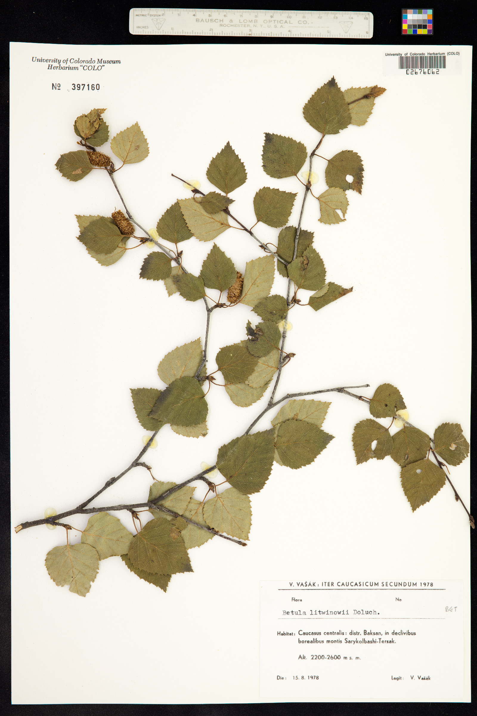 Betula litwinowii image