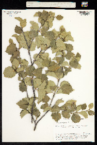 Betula microphylla image