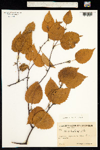 Betula lanata image