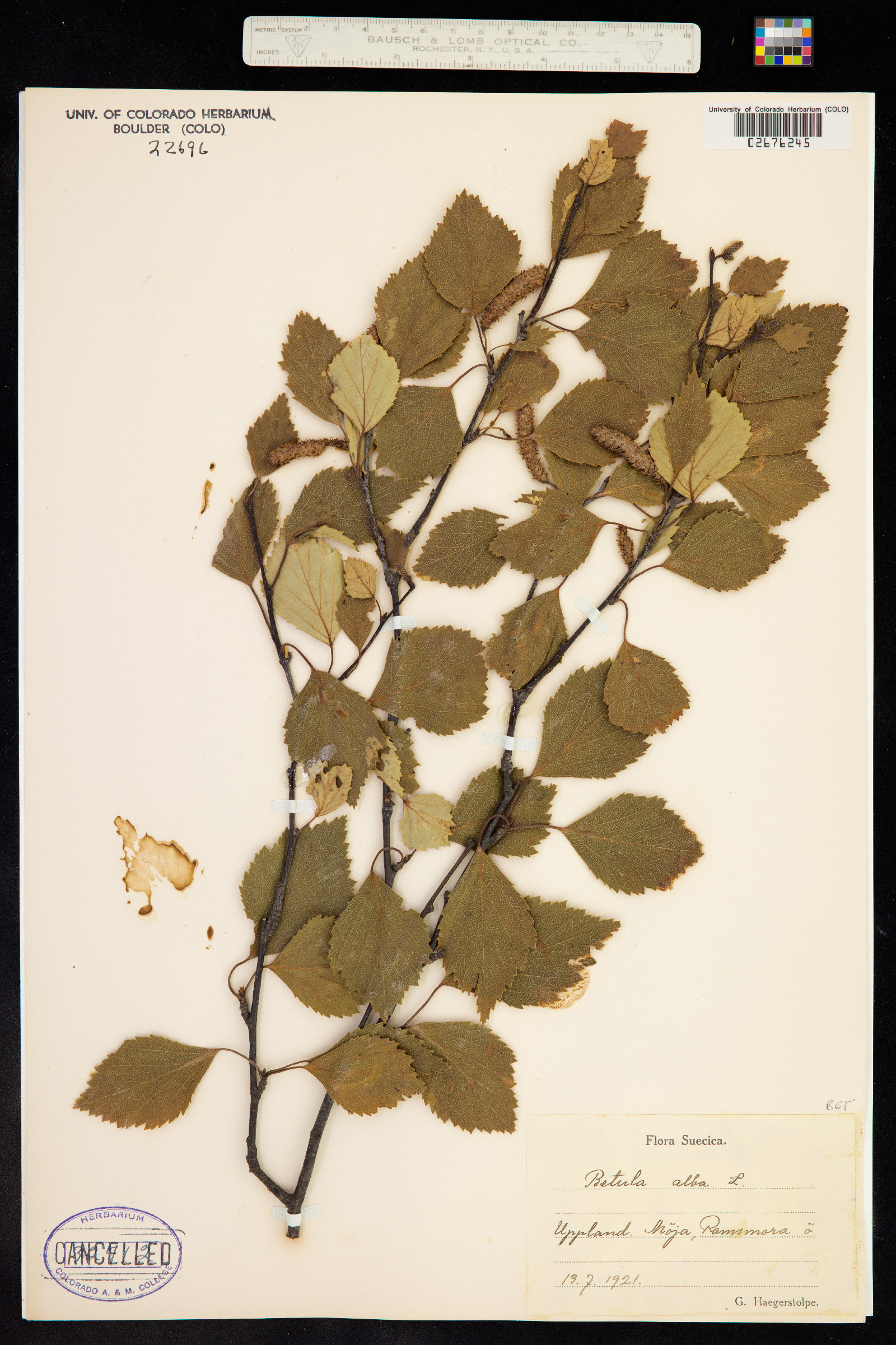 Betula pubescens image