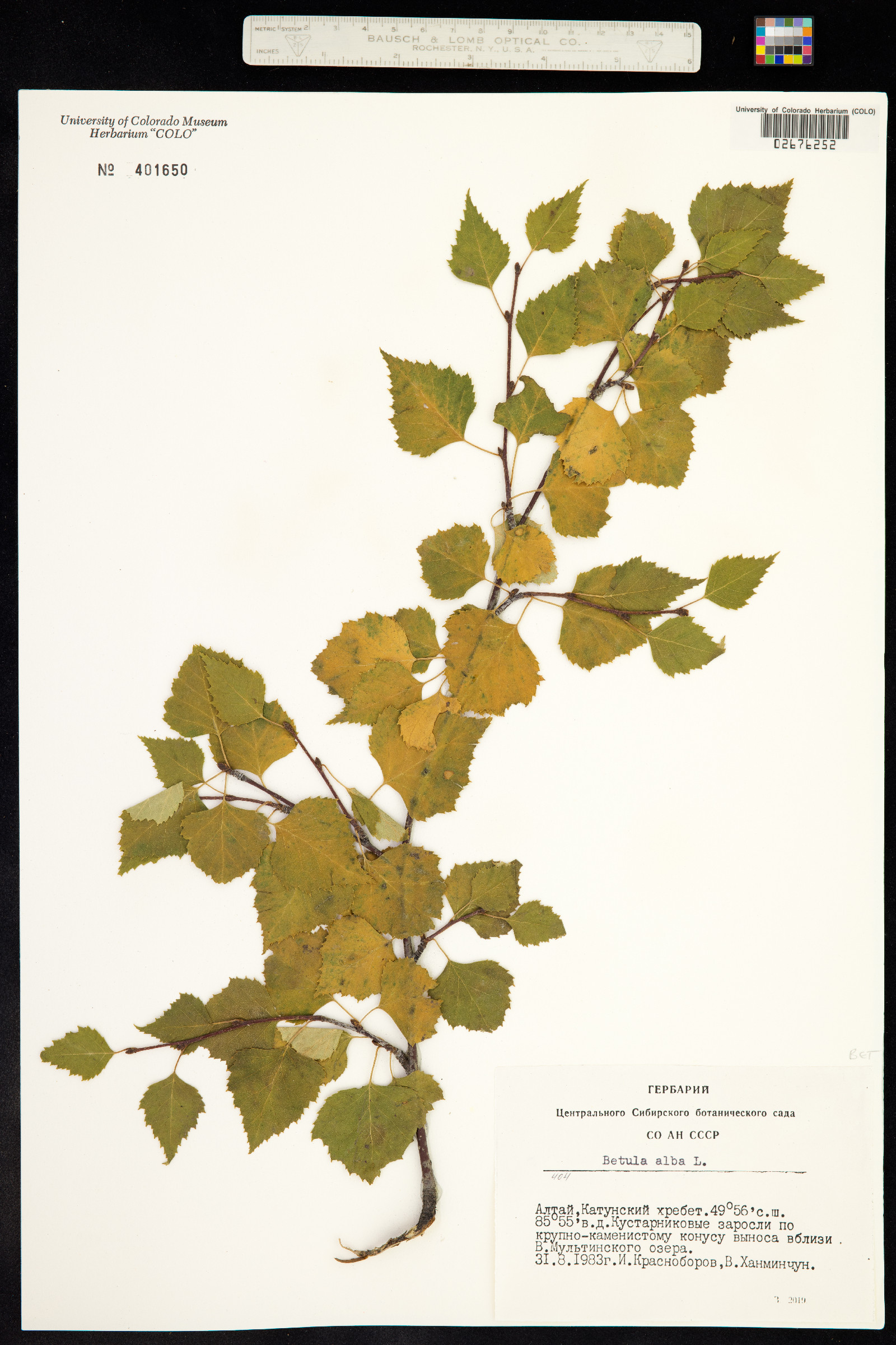 Betula pubescens image