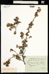 Betula nana ssp. exilis image
