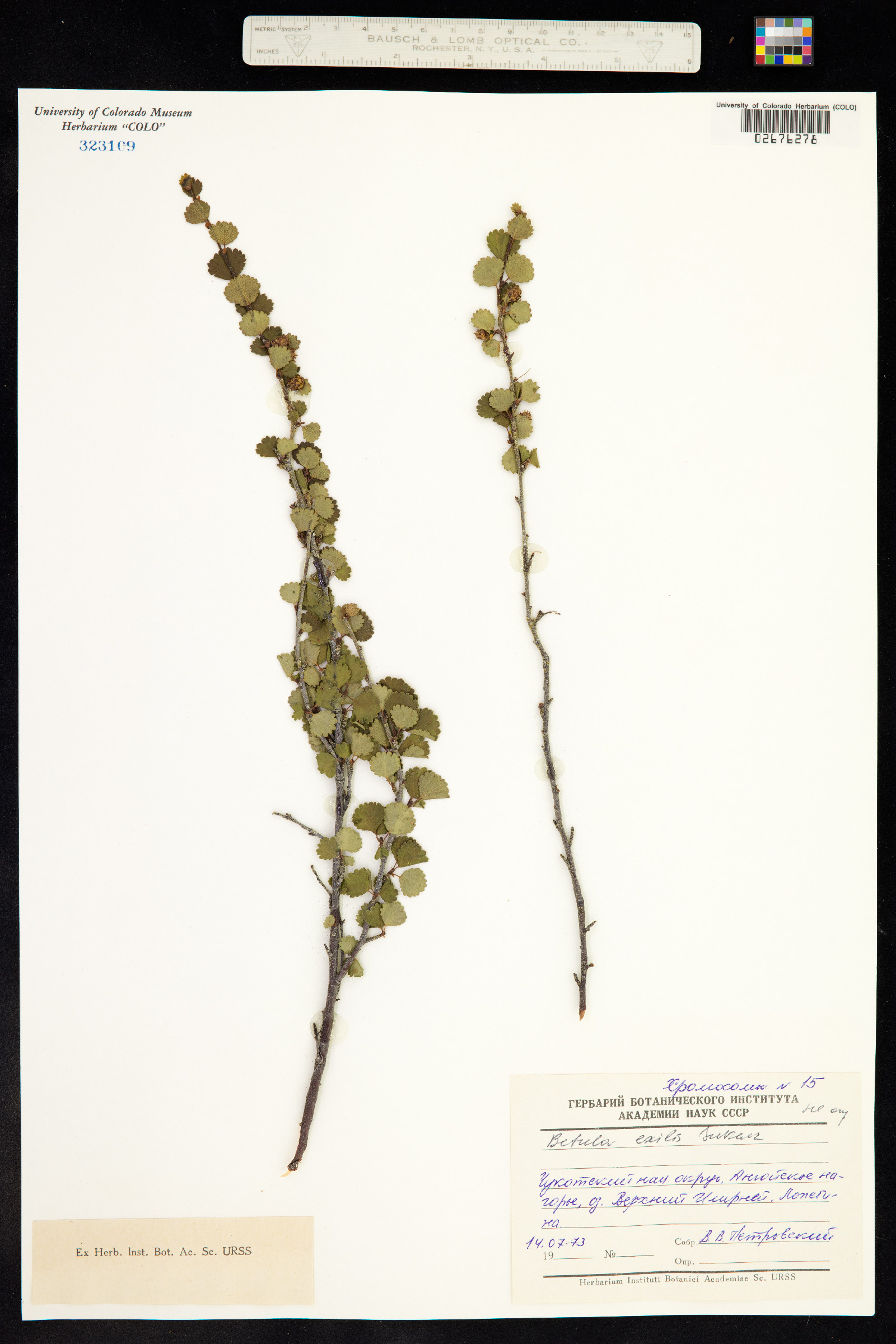 Betula nana ssp. exilis image