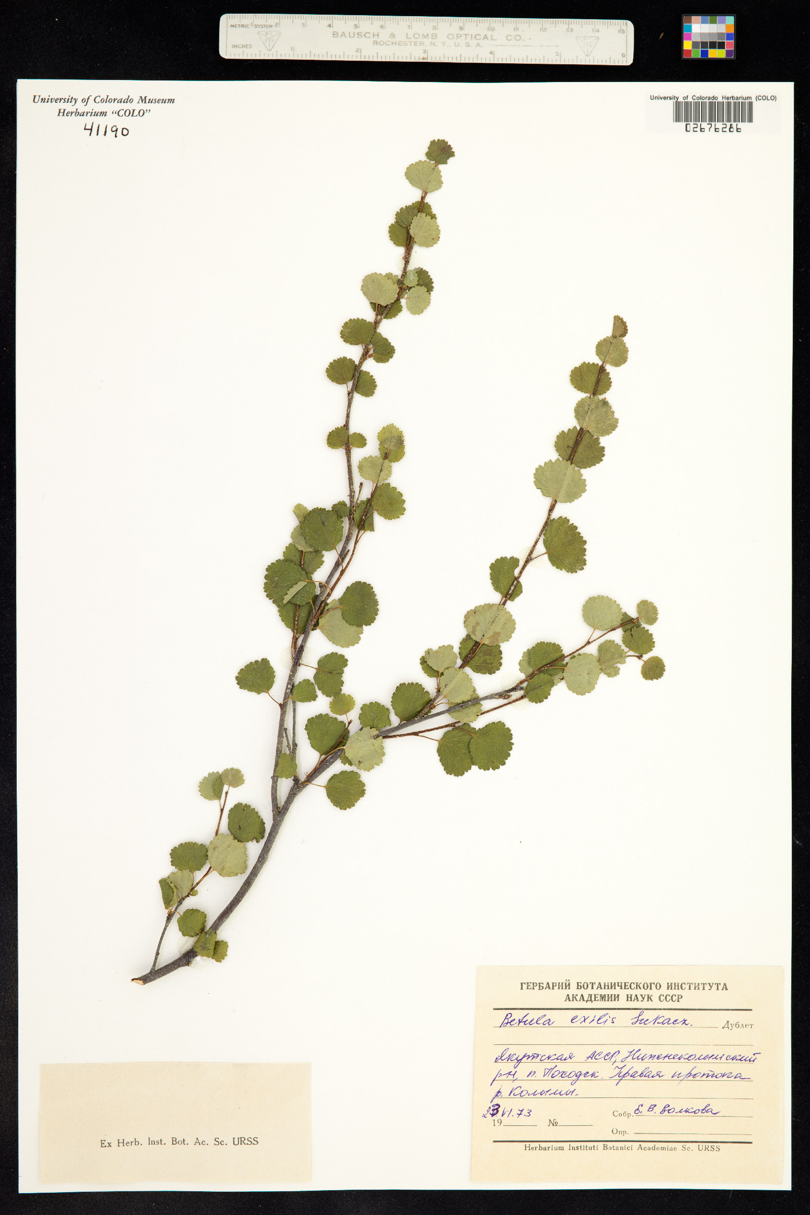 Betula nana ssp. exilis image