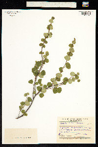 Betula nana ssp. exilis image