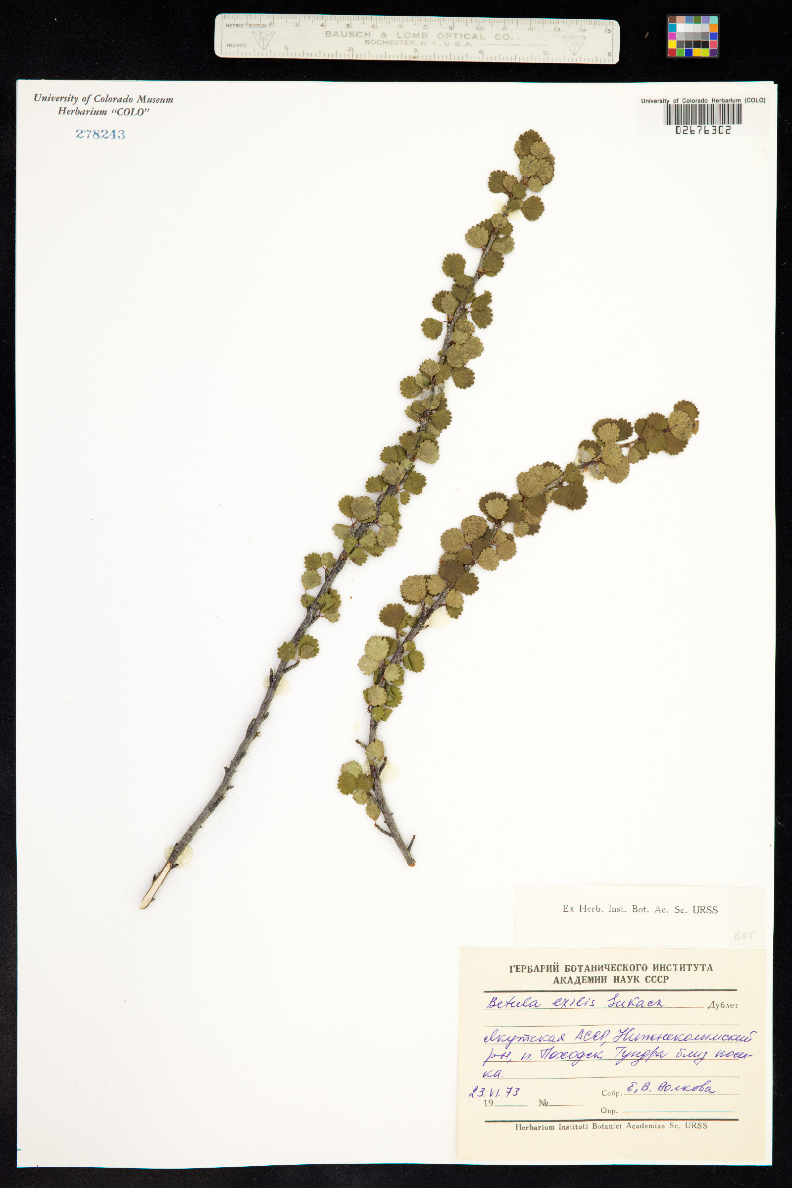 Betula exilis image