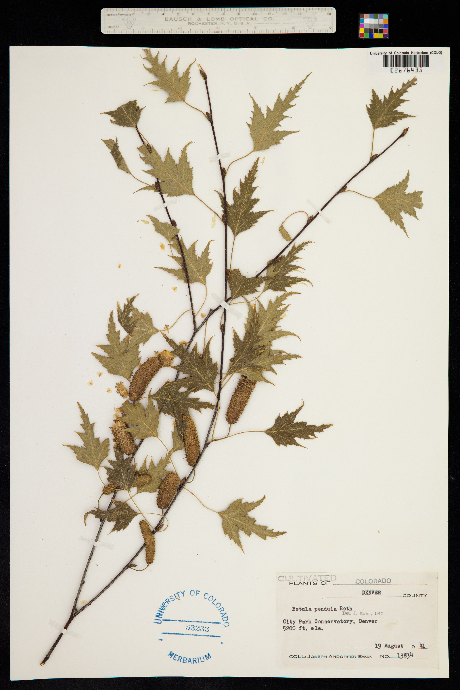 Betula pendula image