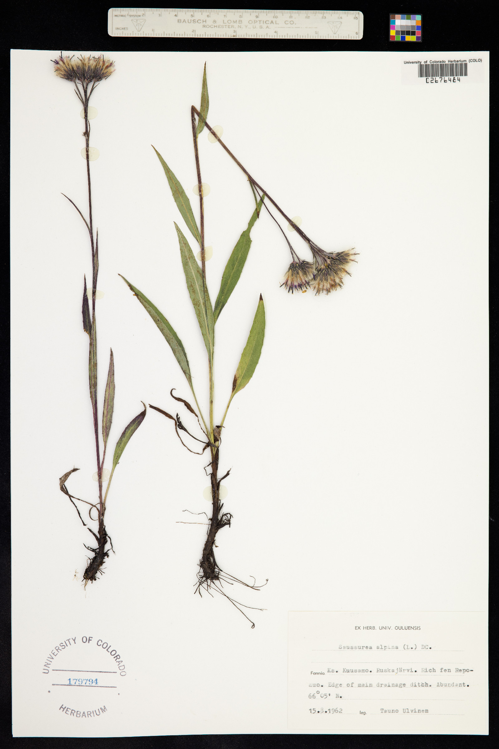 Saussurea nuda image