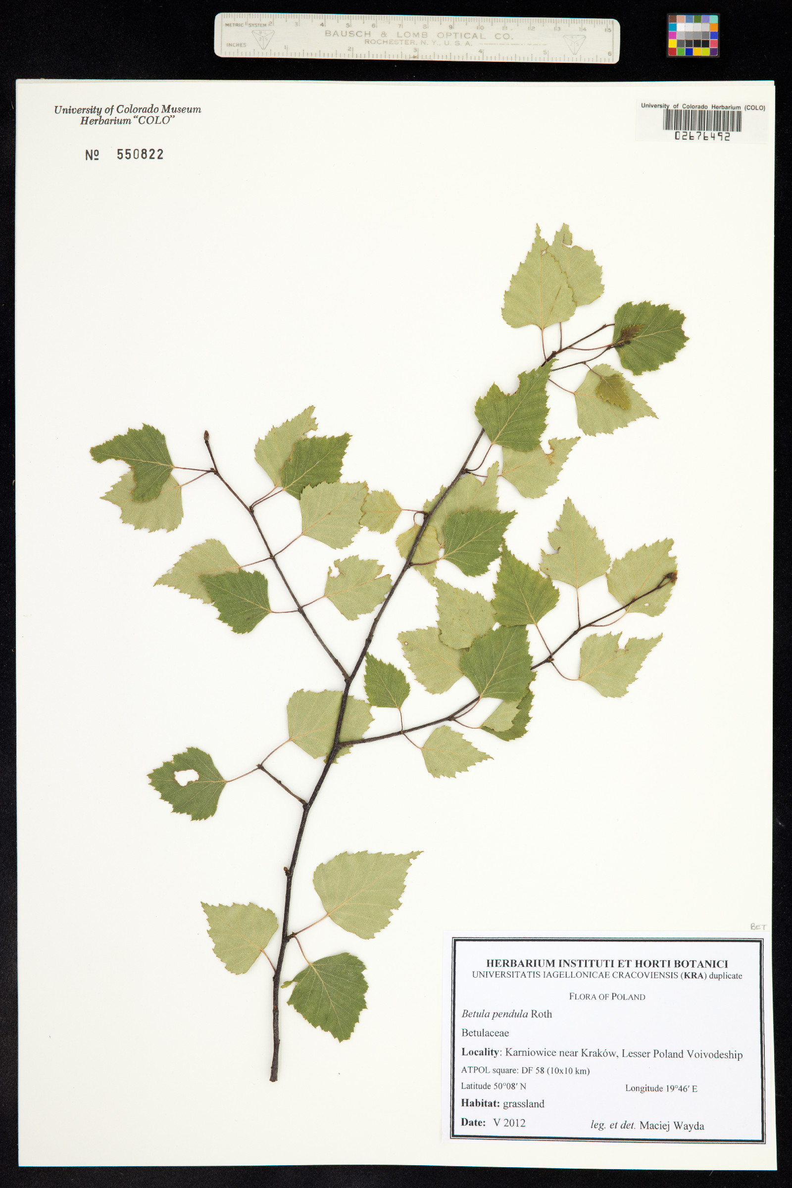 Betula pendula image