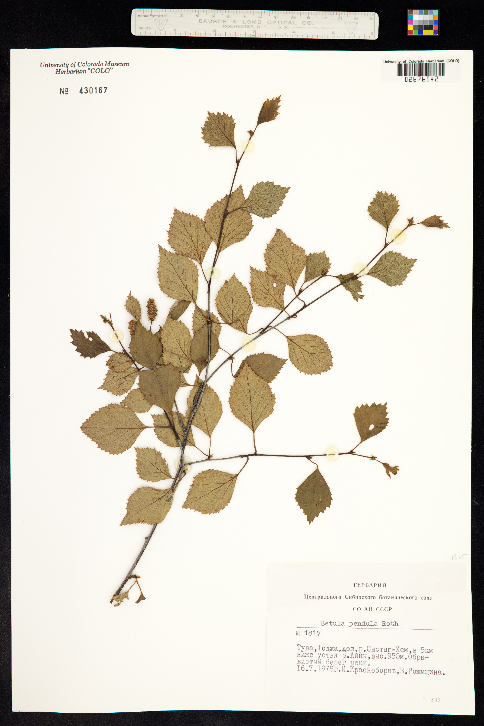 Betula pendula image
