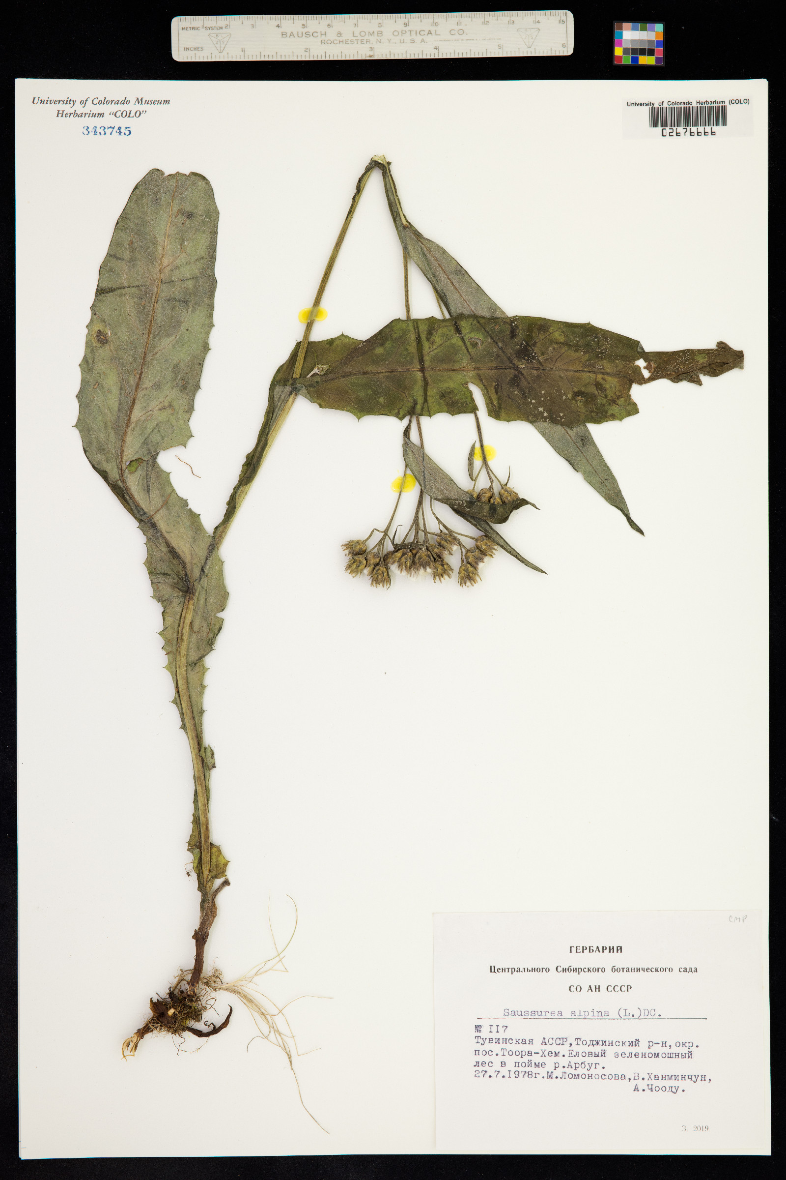 Saussurea nuda image