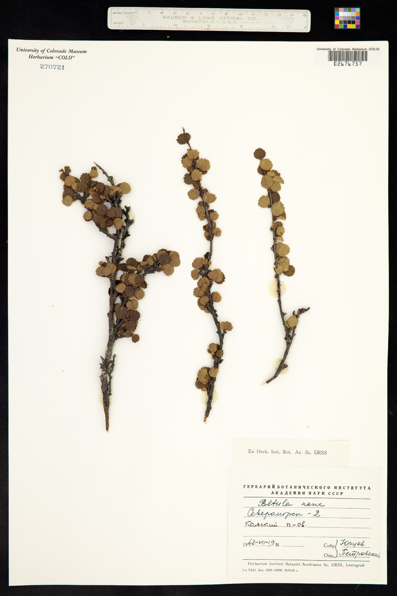 Betula nana image