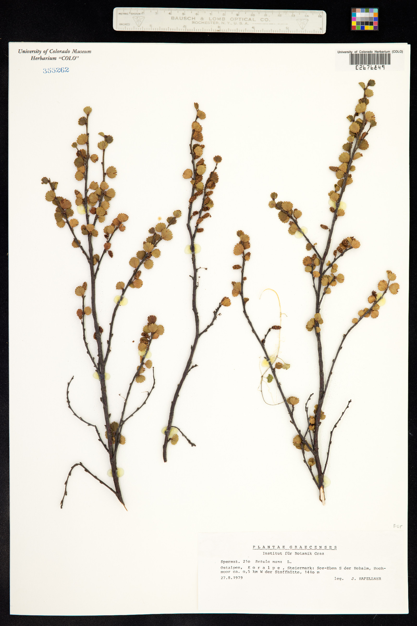 Betula nana image