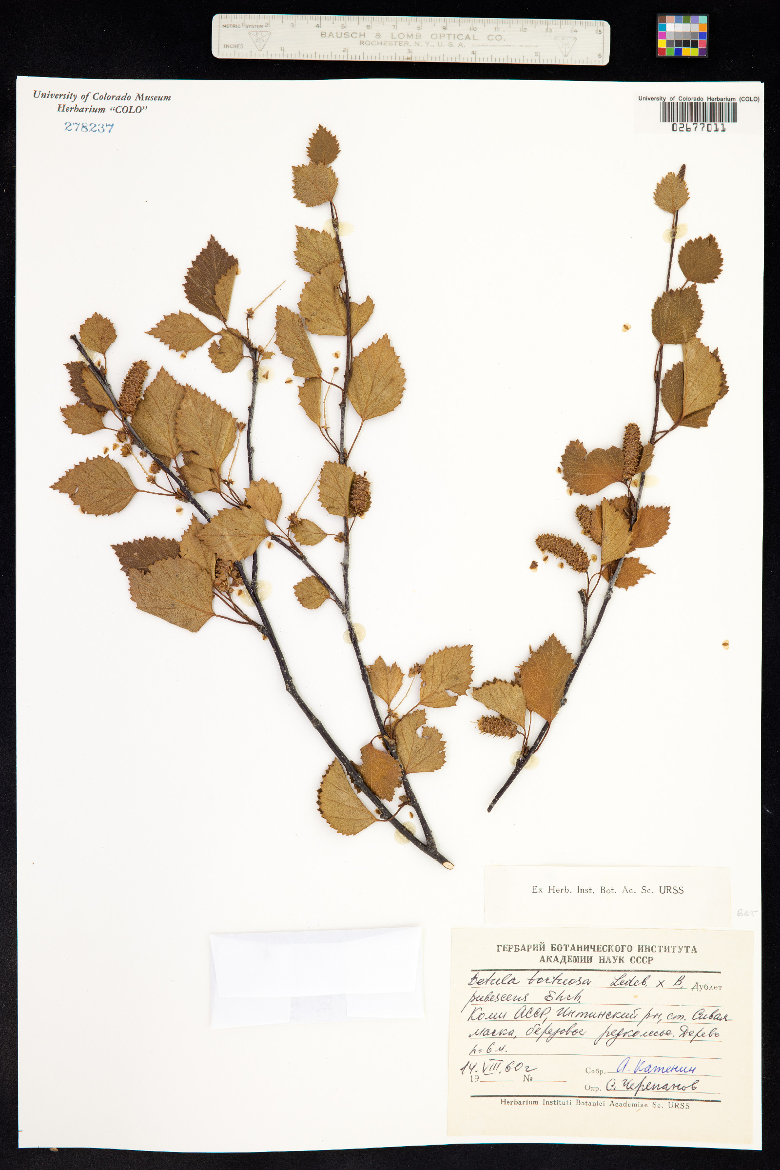 Betula pubescens ssp. tortuosa image