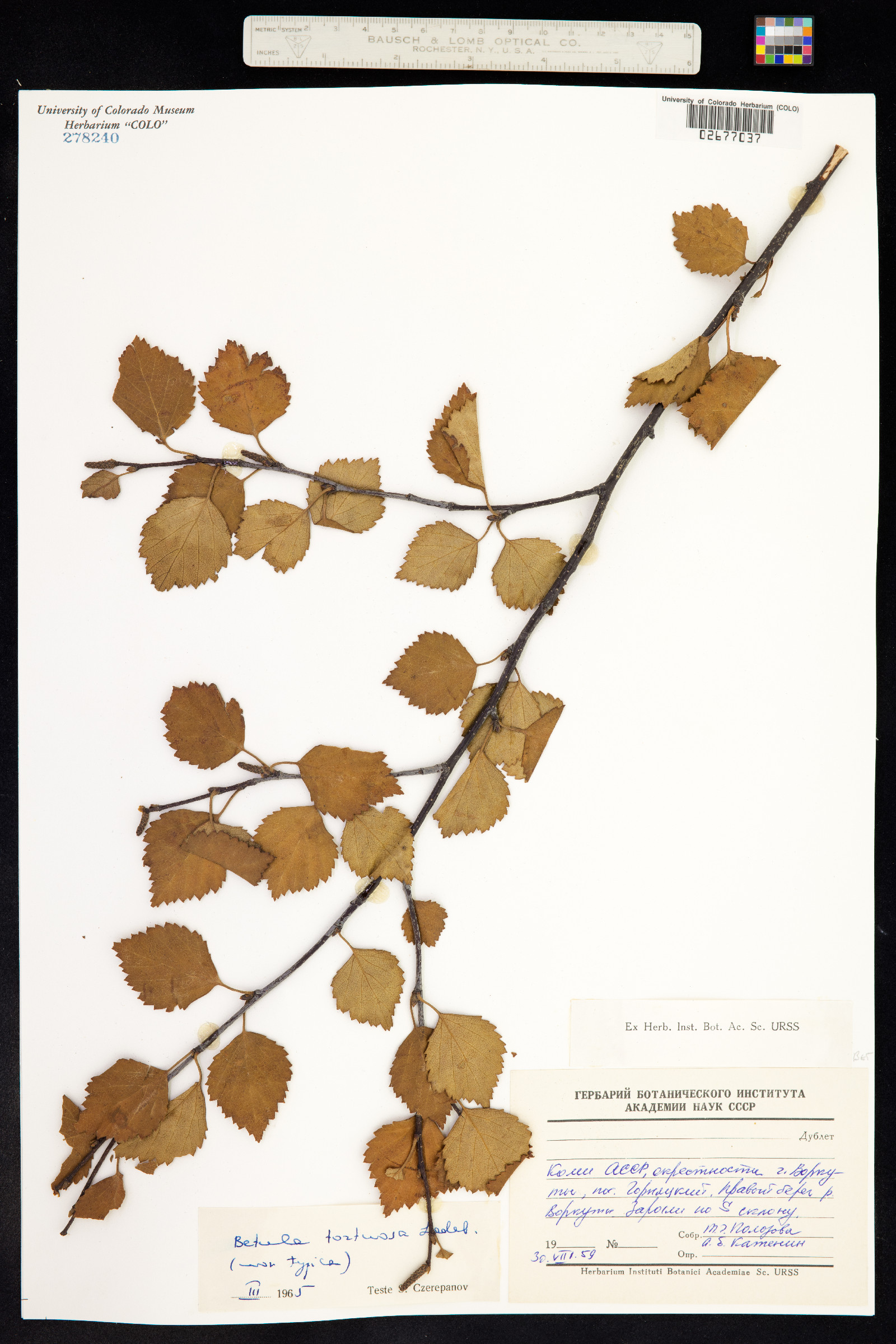 Betula pubescens ssp. tortuosa image