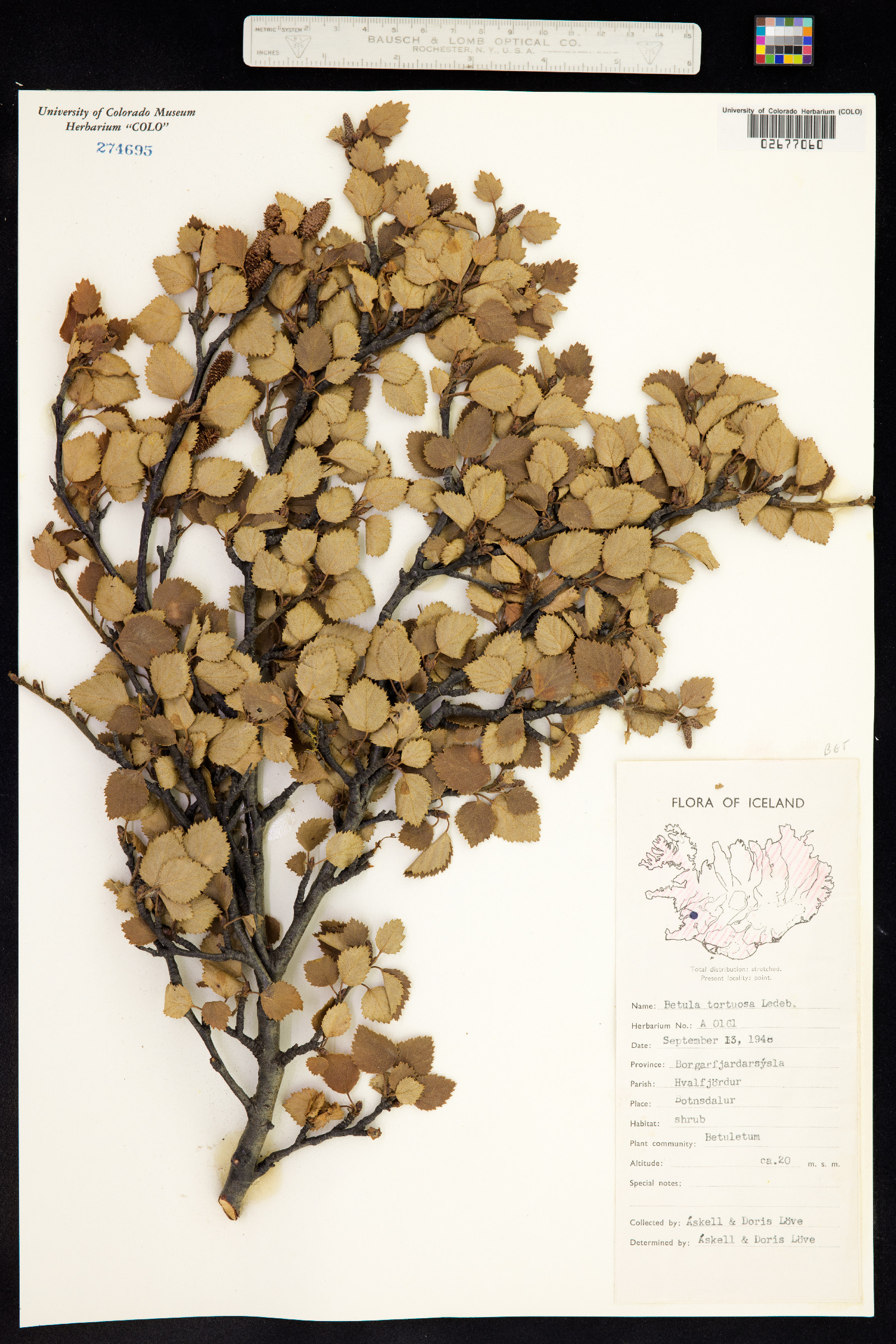 Betula pubescens image