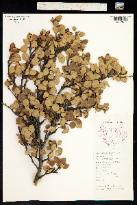 Image of Betula odorata
