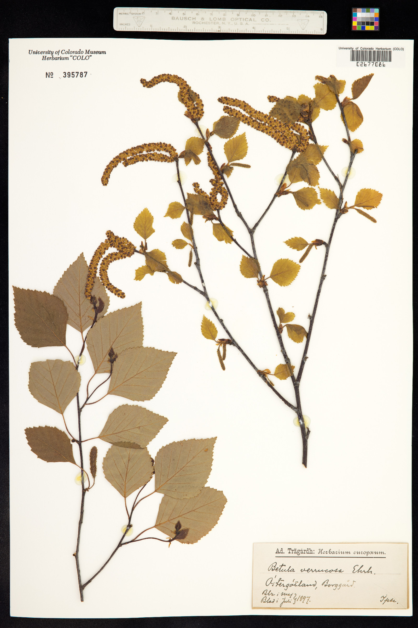 Betula pendula image