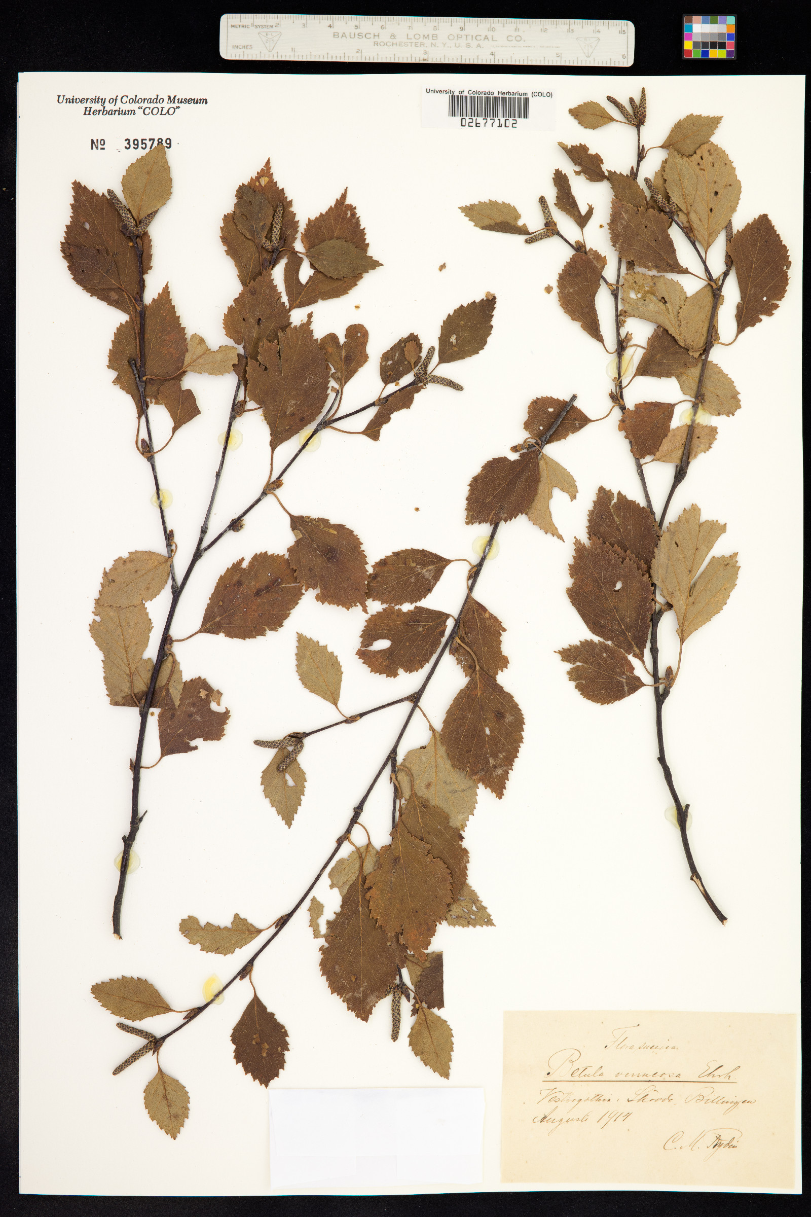 Betula pendula image