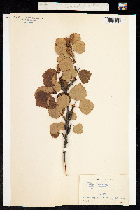 Betula tortuosa image