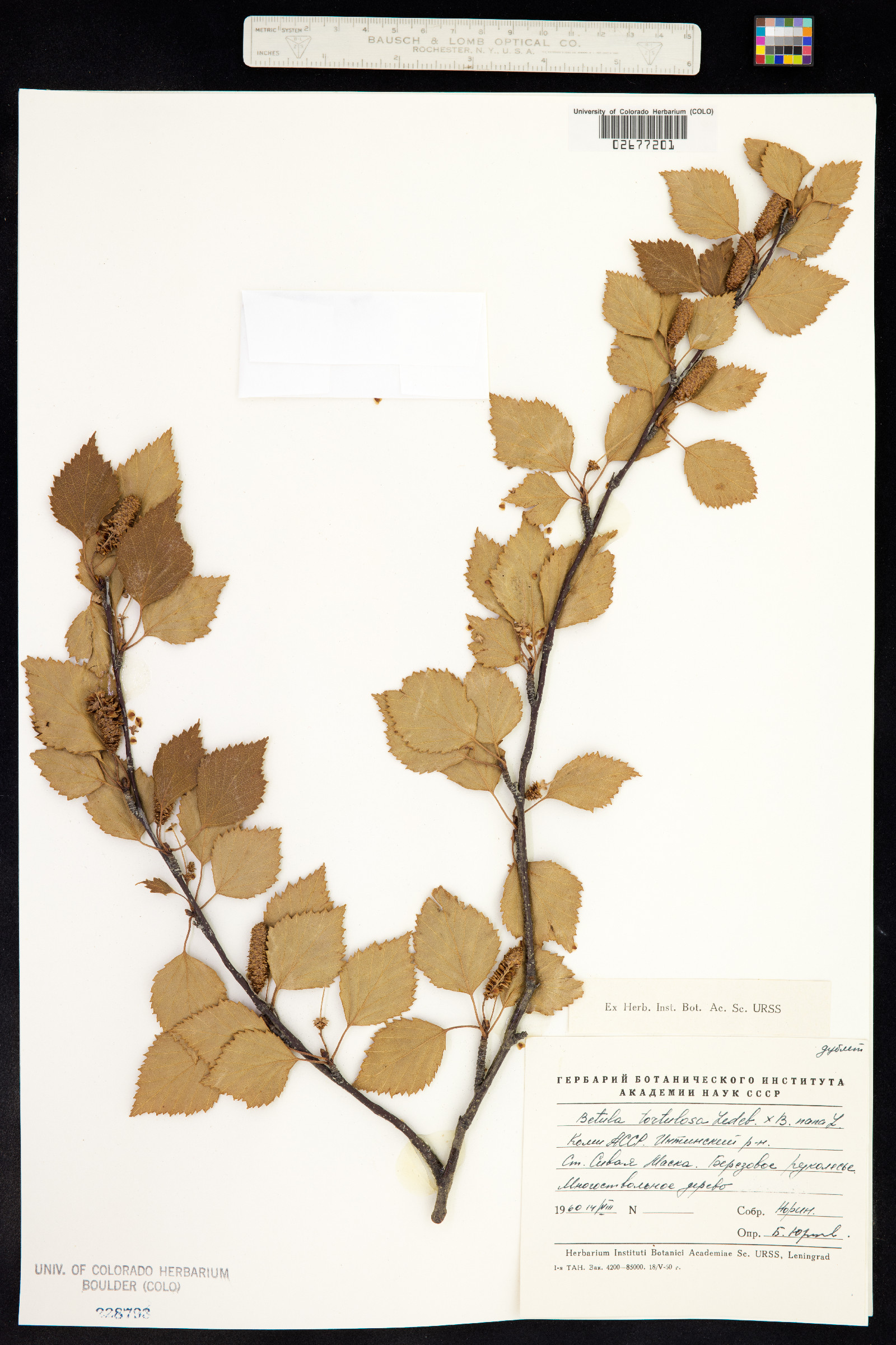 Betula pubescens image