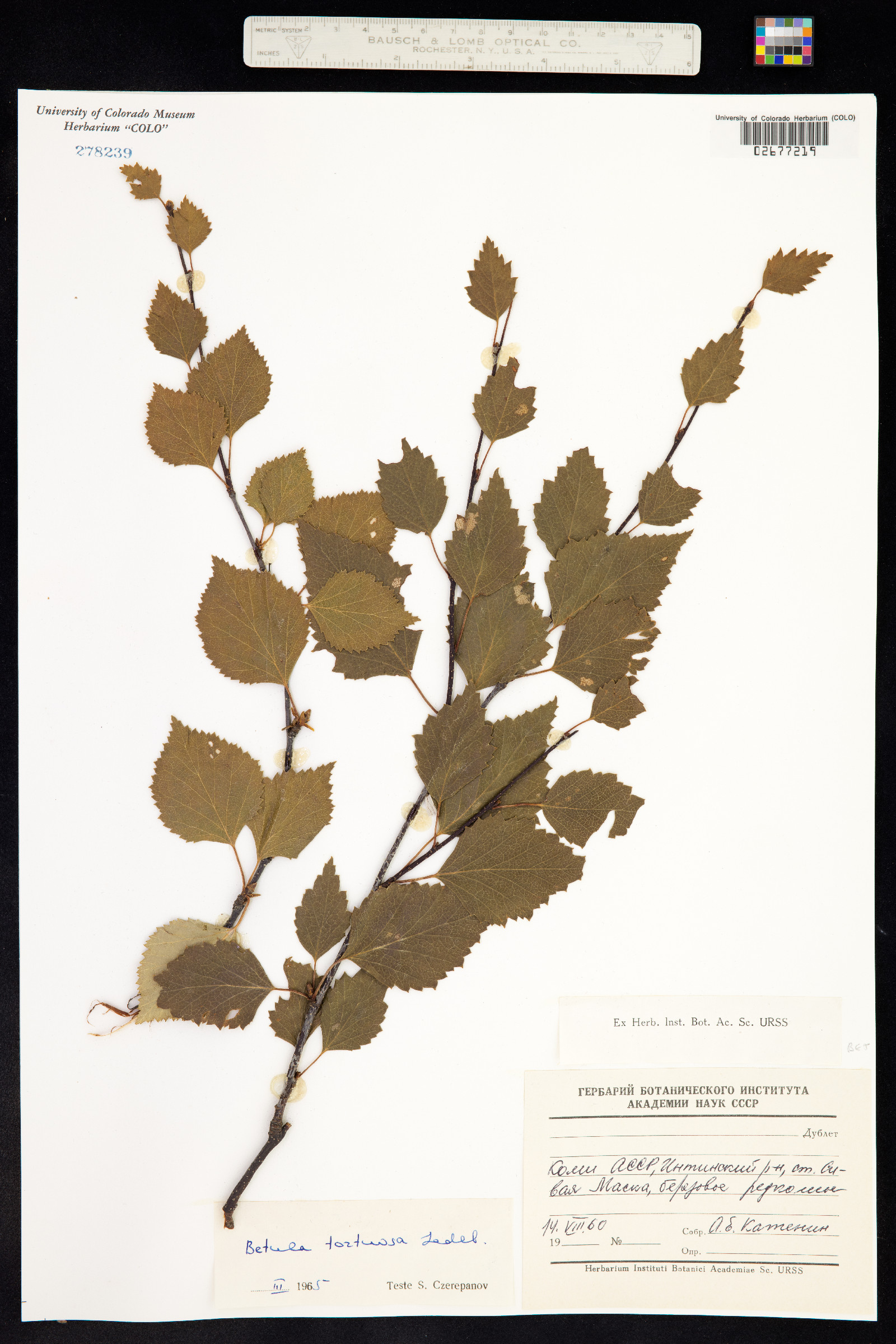 Betula pubescens ssp. tortuosa image