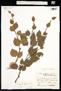 Betula pubescens ssp. tortuosa image