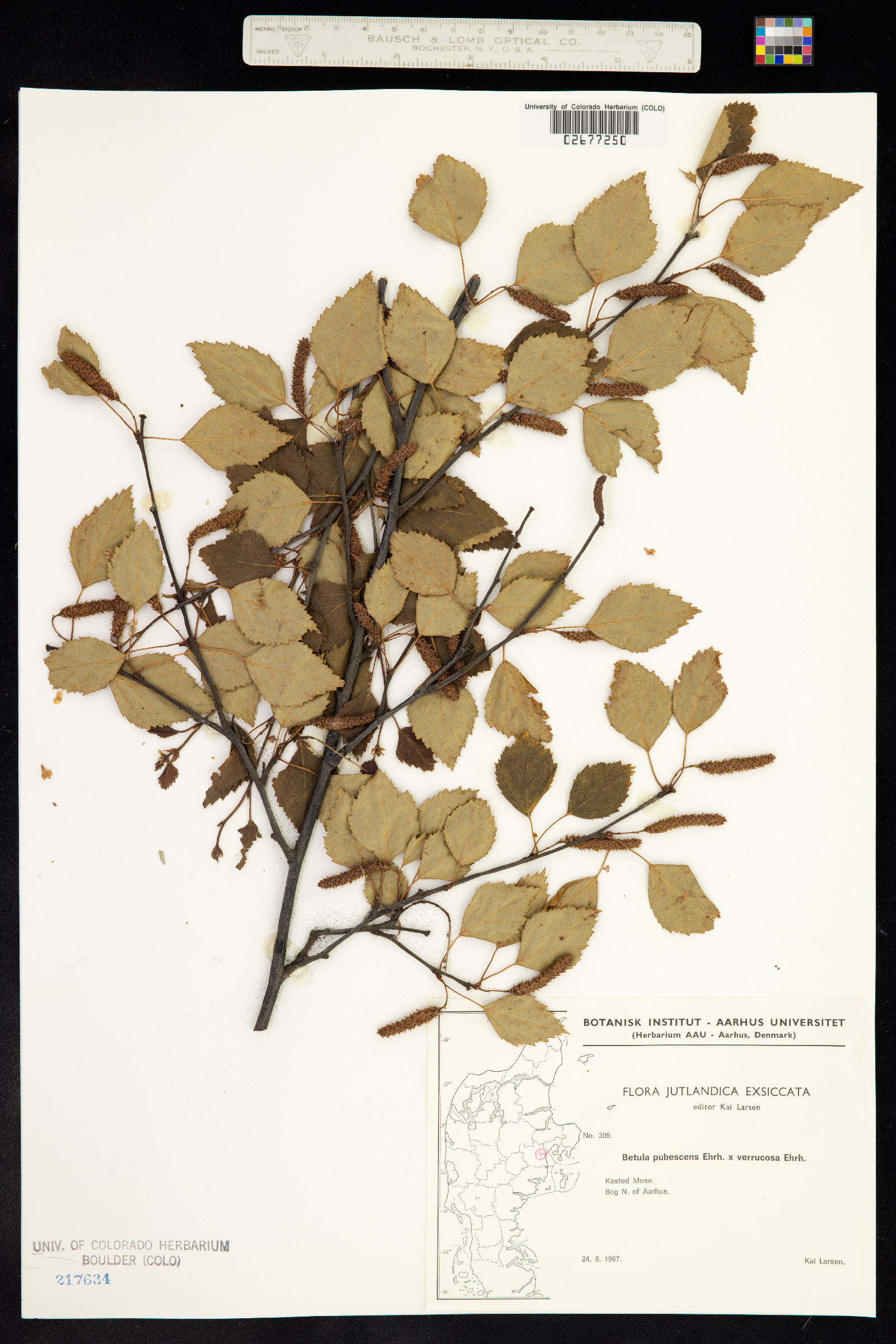 Betula pubescens image