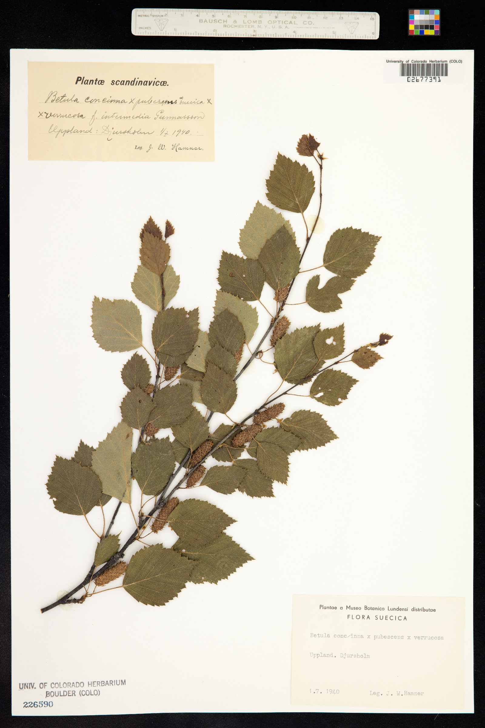 Betula pubescens image
