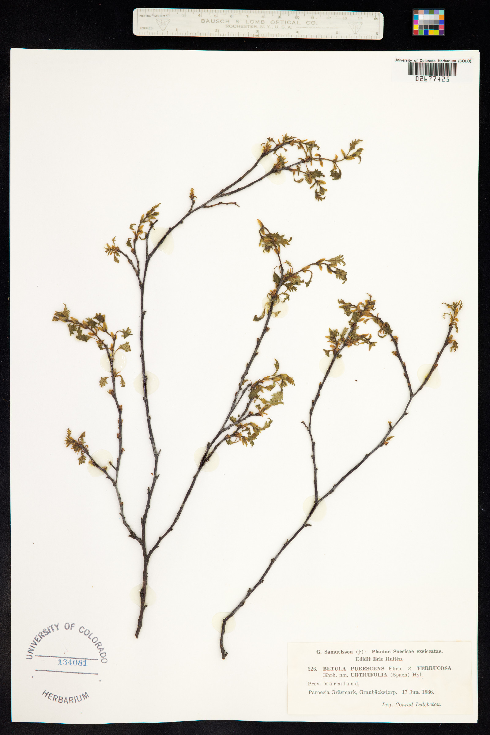 Betula pubescens image