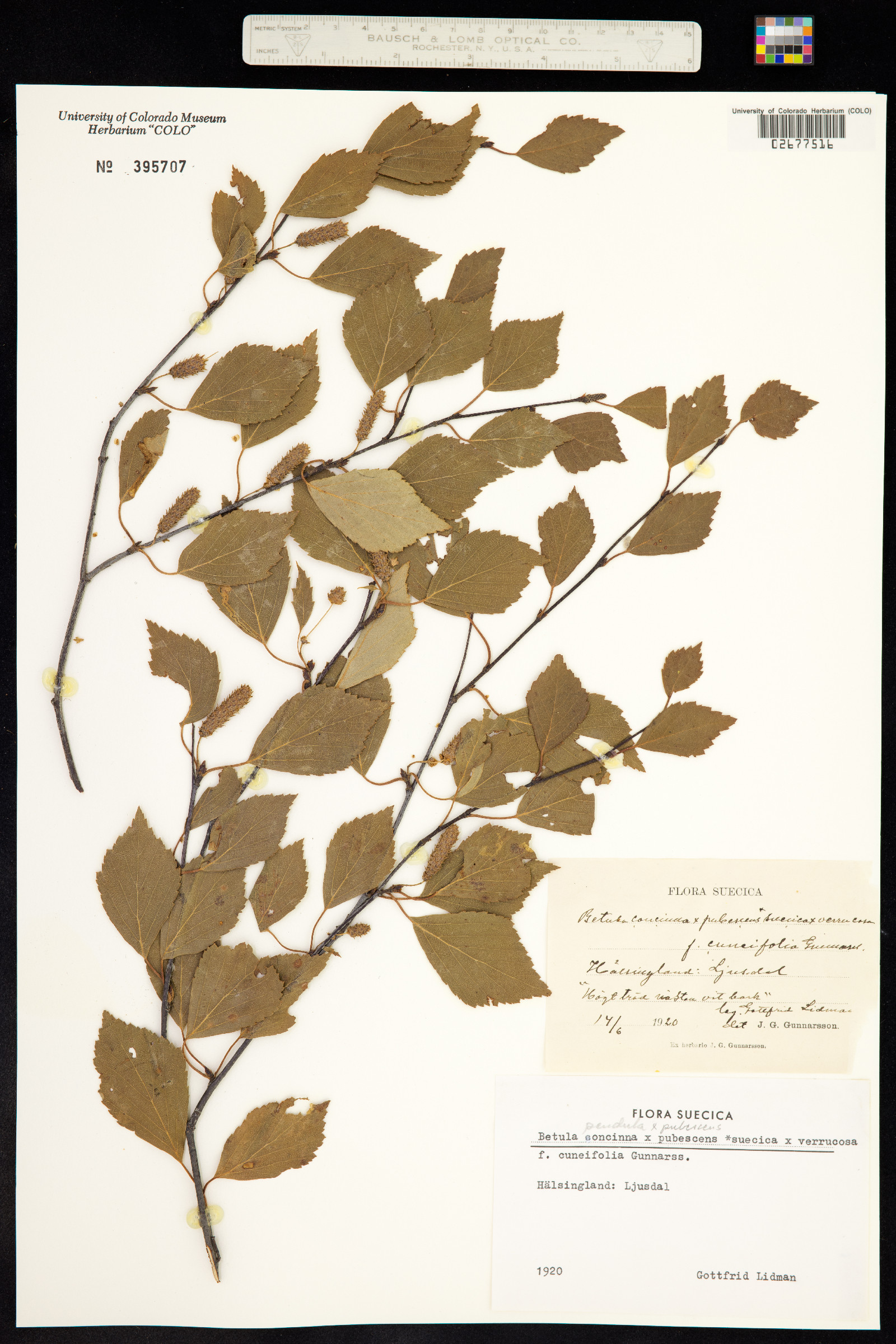 Betula pubescens image