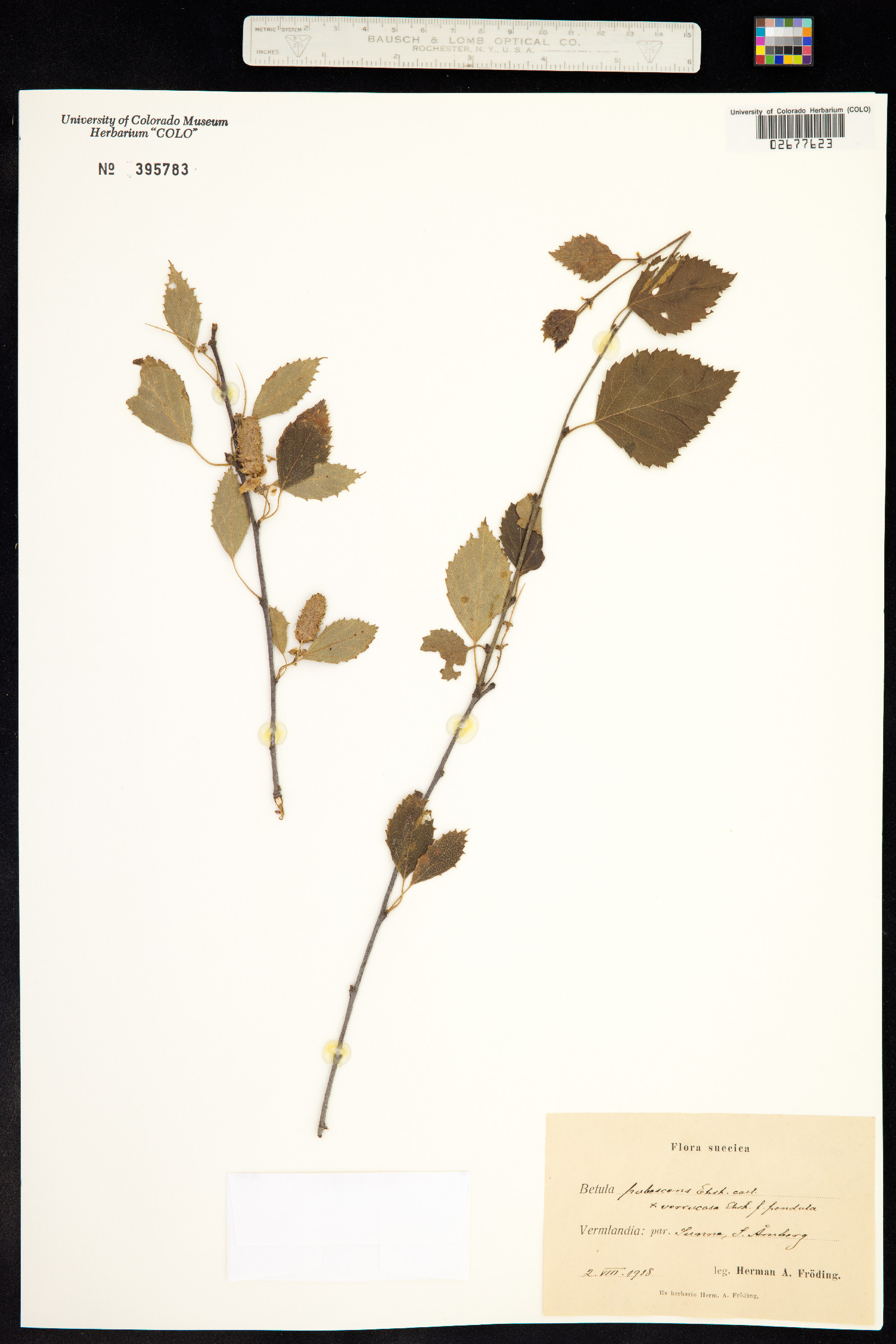 Betula pubescens image